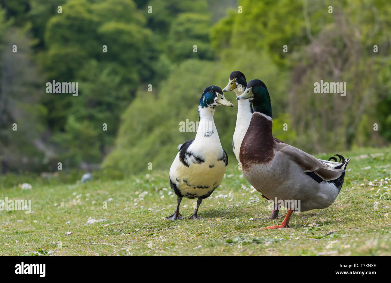 Group of domestic ducks standing around chatting in Spring in the UK. Stock Photo