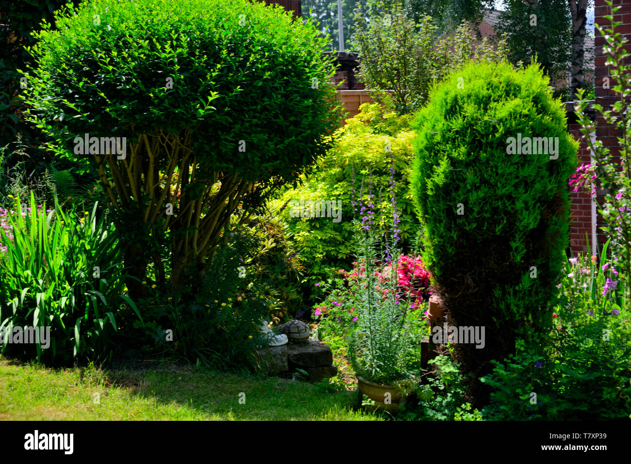 FLORA & FAUNA, Genaral private garden views of my own garden. Stock Photo
