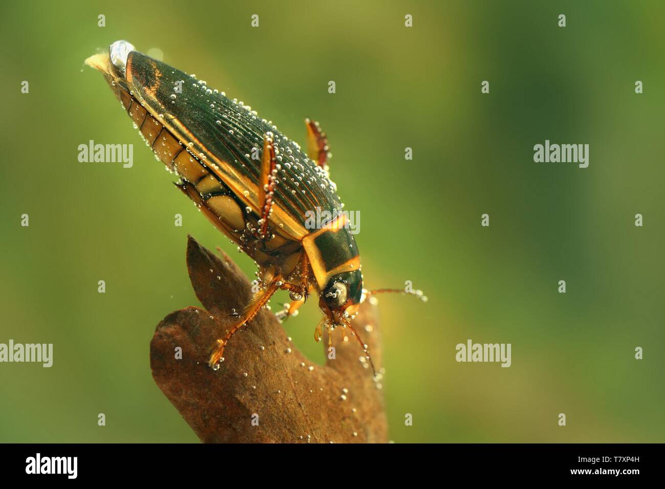 The Great diving Beetle - Dytiscus marginalis - under water hunting. Stock Photo
