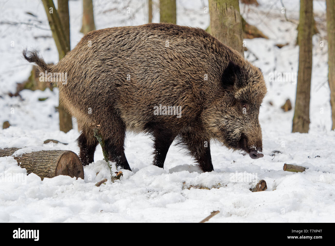 Eurasian wild boar hi-res stock photography and images - Alamy