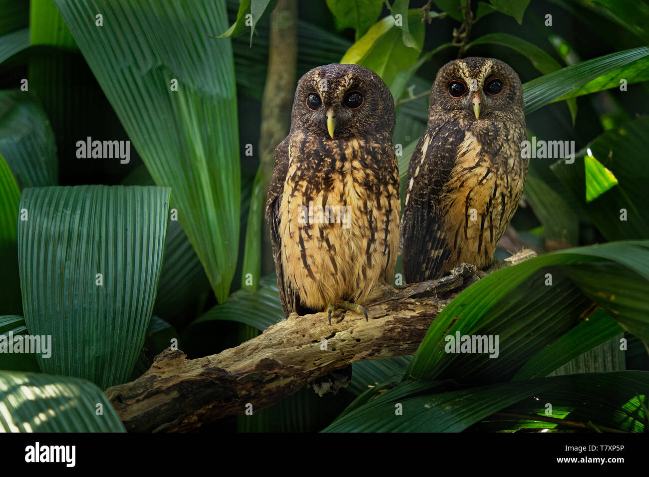 Mottled Owl - Ciccaba (Strix) virgata is owl found in Central and South America from Mexico to Brazil and Argentina. Stock Photo