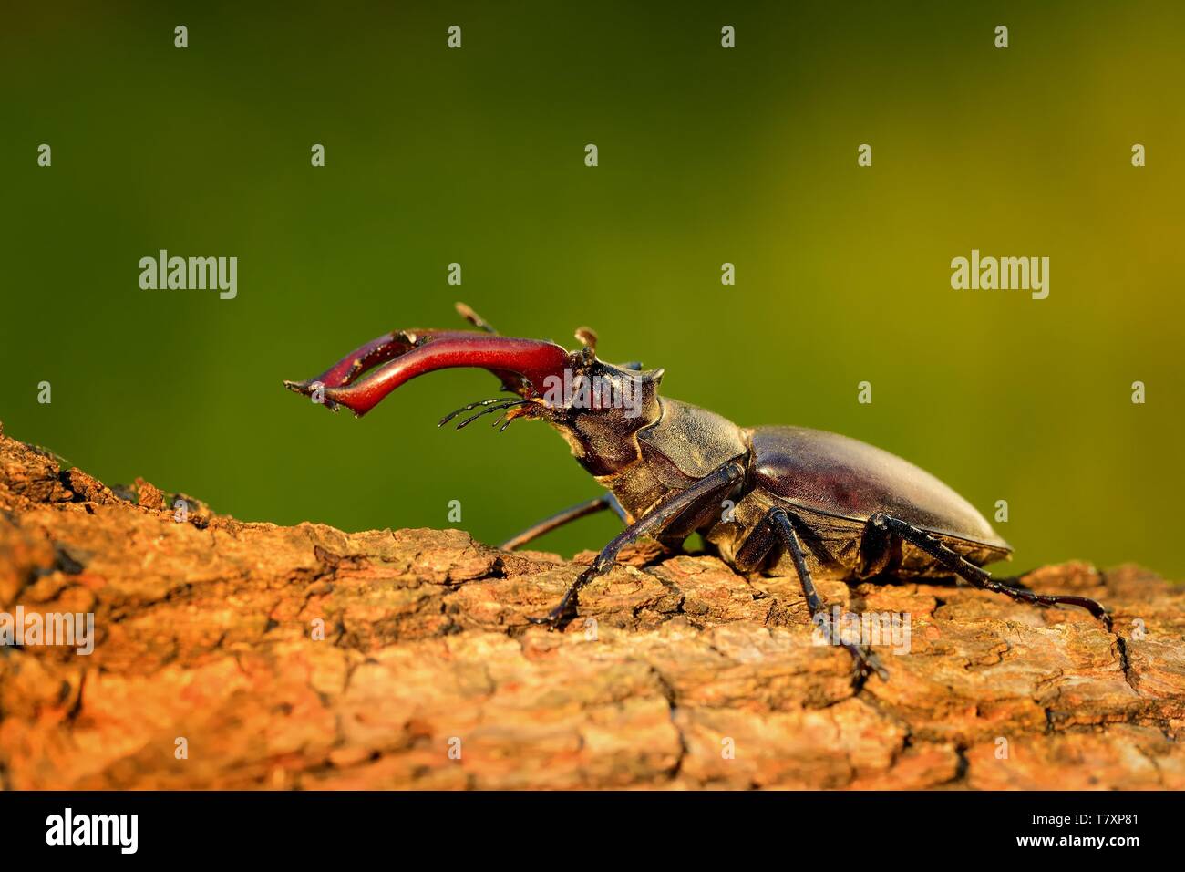 Stag Beetle (Lucanus cervus) on the tree trunk. Big horned beetle perched on the bark. Stock Photo