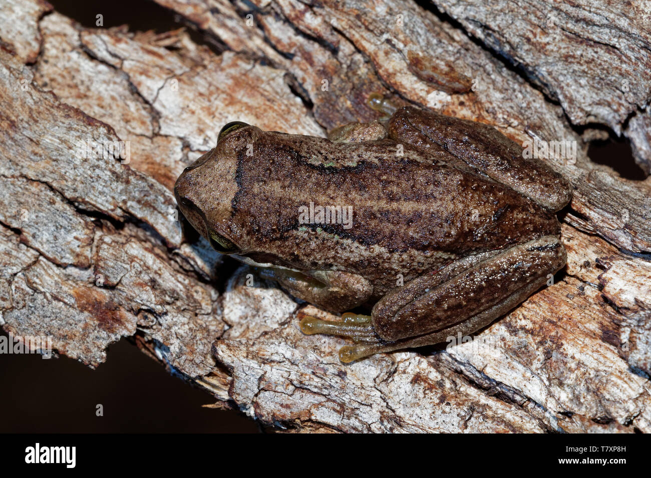 Southern Brown Tree Frog Litoria ewingi, whistling tree frog or Ewing