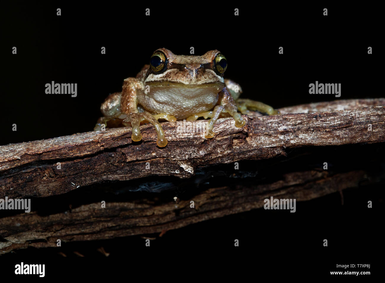 Southern Brown Tree Frog Litoria ewingi, whistling tree frog or Ewing's tree frog, species of