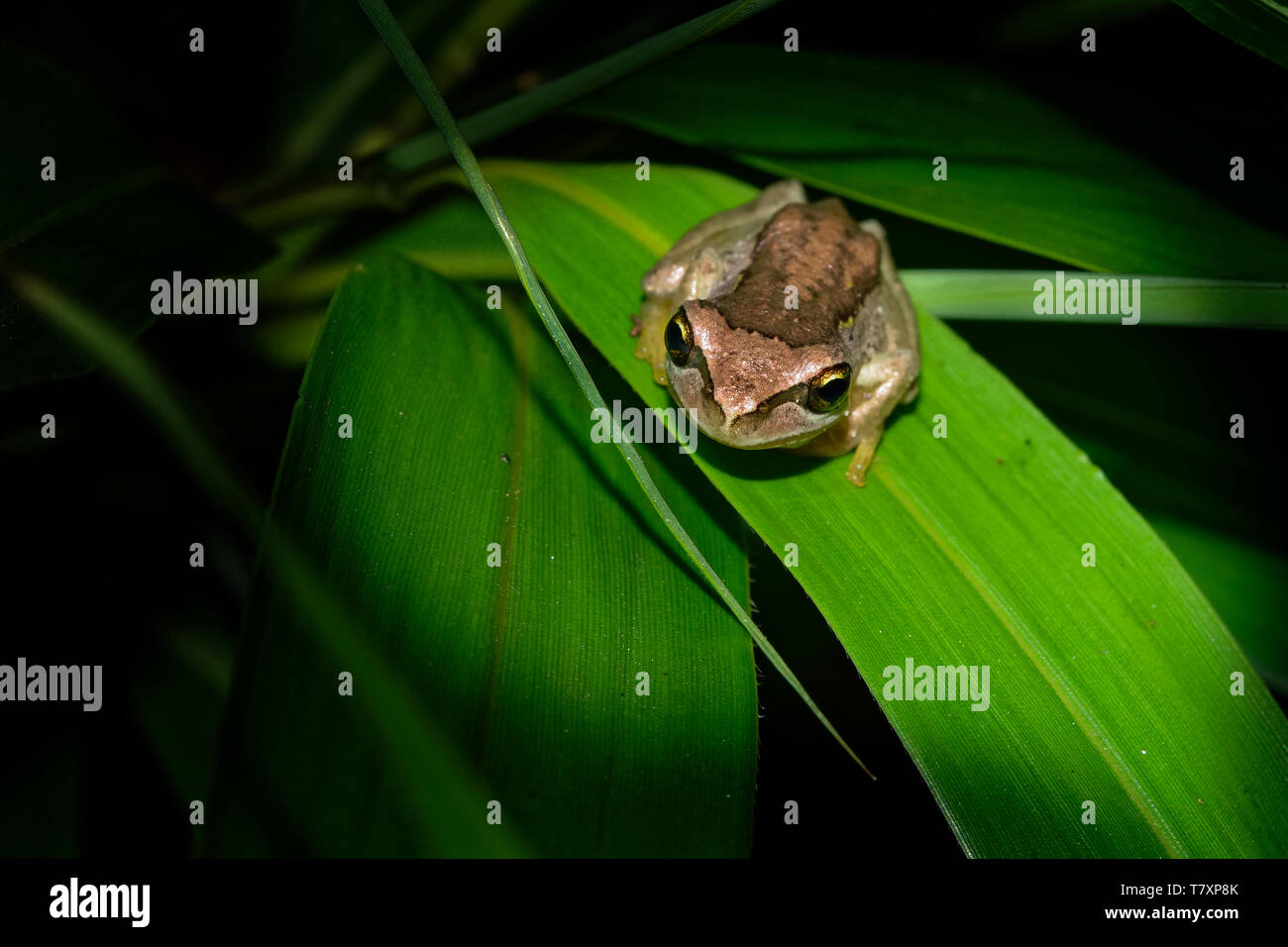 Southern Brown Tree Frog Litoria ewingi, whistling tree frog or Ewing