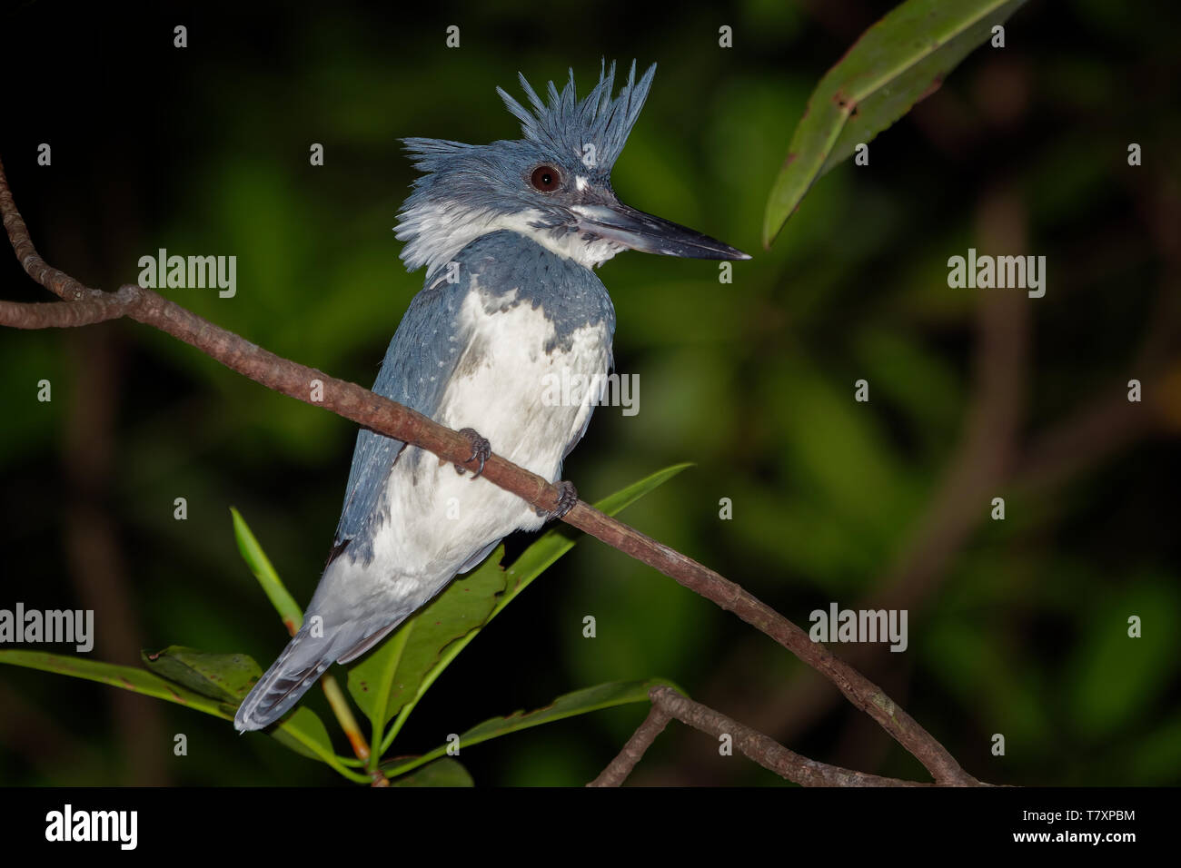 Belted Kingfisher - Megaceryle alcyon  large, conspicuous water kingfisher,  found in the northern United States and Canada, Central America, Costa Ri Stock Photo