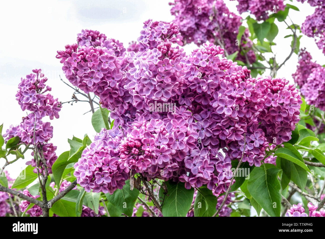 Lilac, Syringa vulgaris 'Prodige' Stock Photo