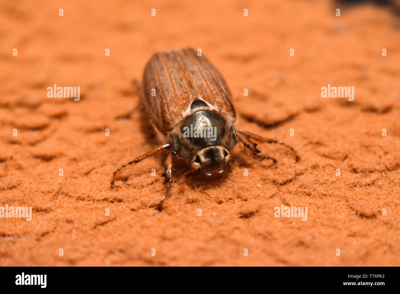 Big bug on the carpet Stock Photo