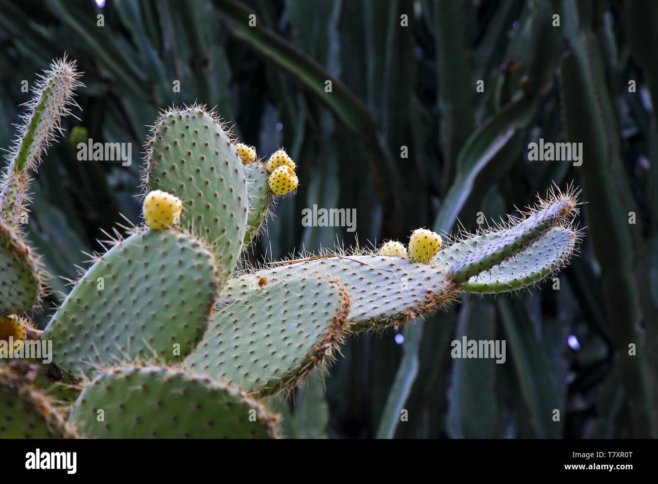 La cactus plant hi-res stock photography and images - Alamy