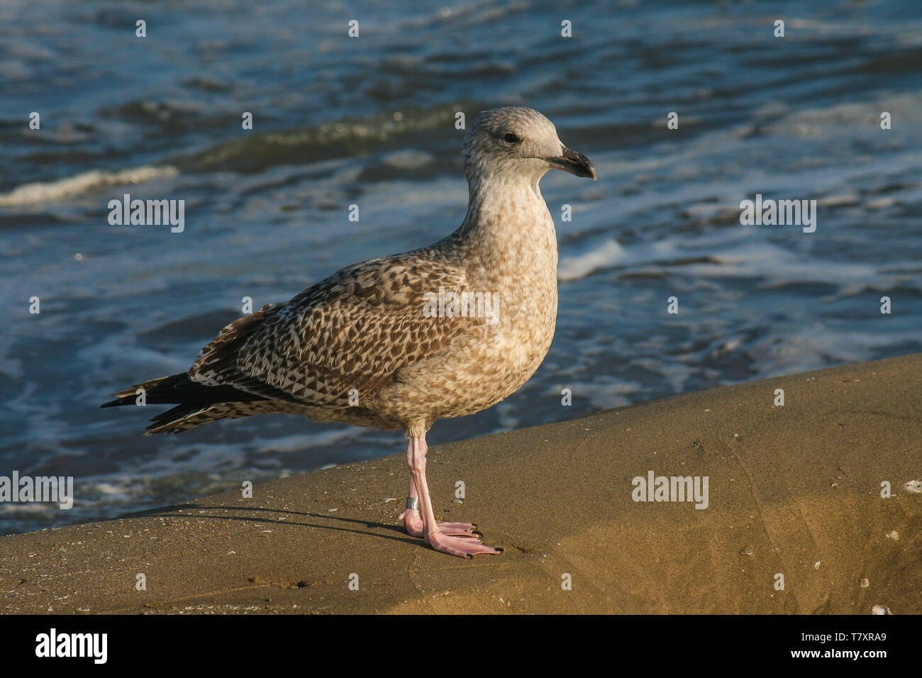 Seagull on coastline north hires stock photography and images Alamy