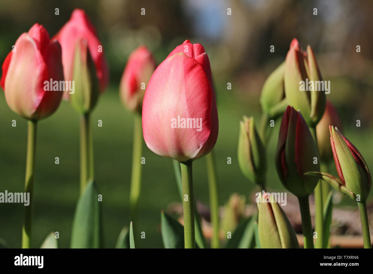 A group of pink Tulip flower buds, Tulipa, opening in the Spring