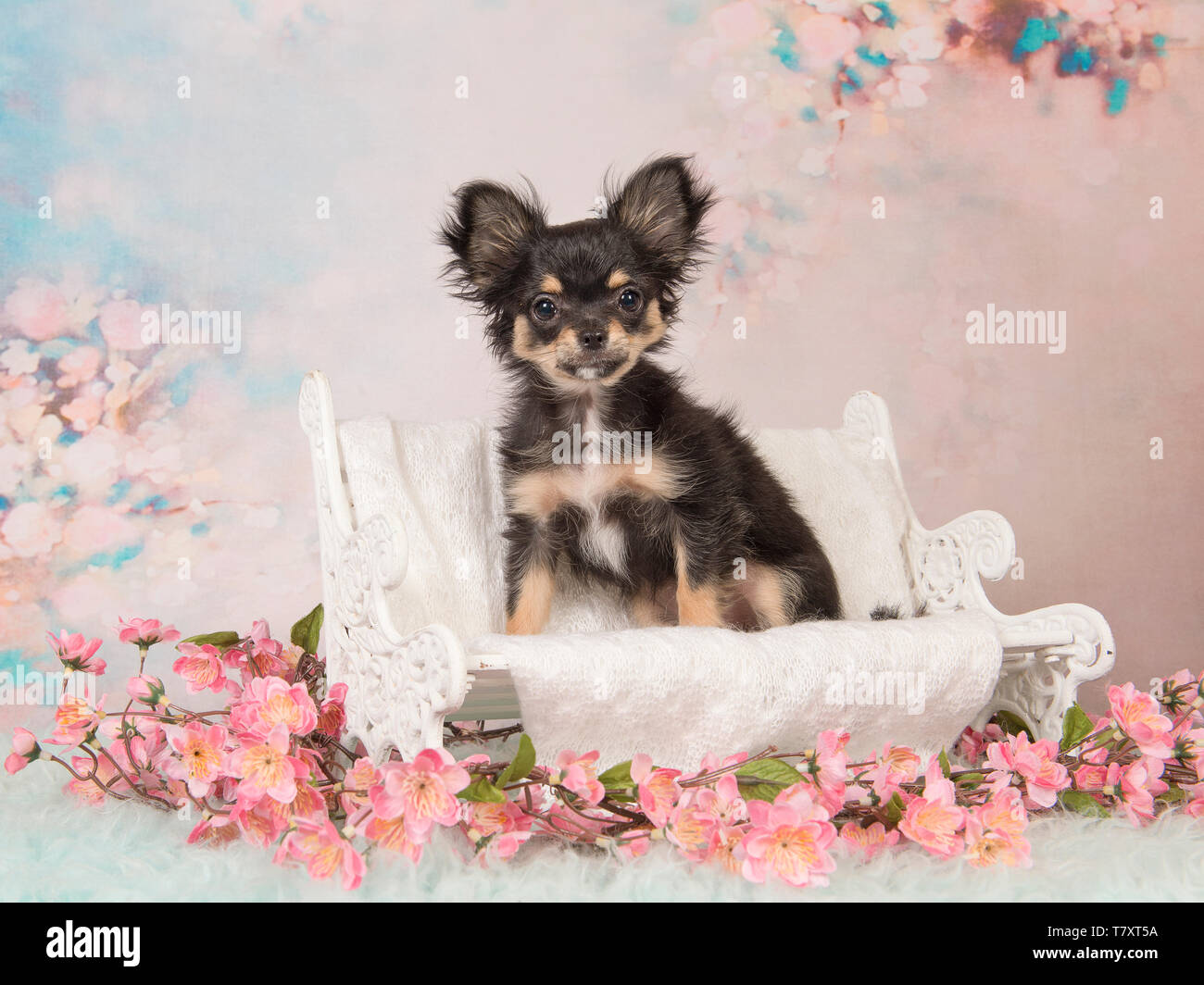 Cute Chihuahua Puppy On A White Doll Bench On A Pastel Colored Romantic Sweet Background Stock Photo Alamy