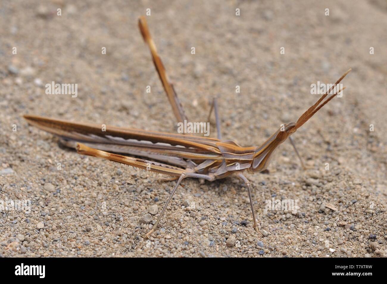 Acrida ungarica - species of grasshopper found in southern and central Europe. Known as the cone-headed grasshopper, nosed grasshopper, or Mediterrane Stock Photo