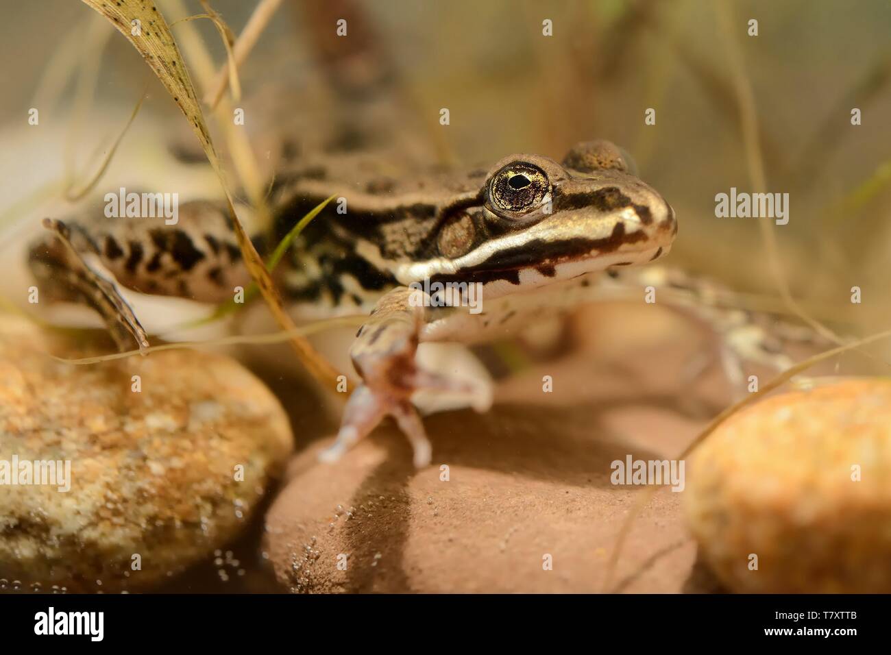Pool Frog - Rana lessonae in fresh water. Underwater picture. Stock Photo