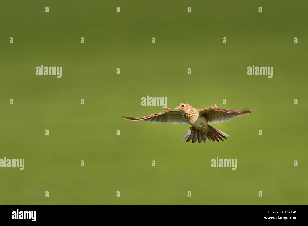 Sky Lark (Alauda arvensis) flying over the field with brown and blue backgrond. Brown bird captured in flight. Stock Photo