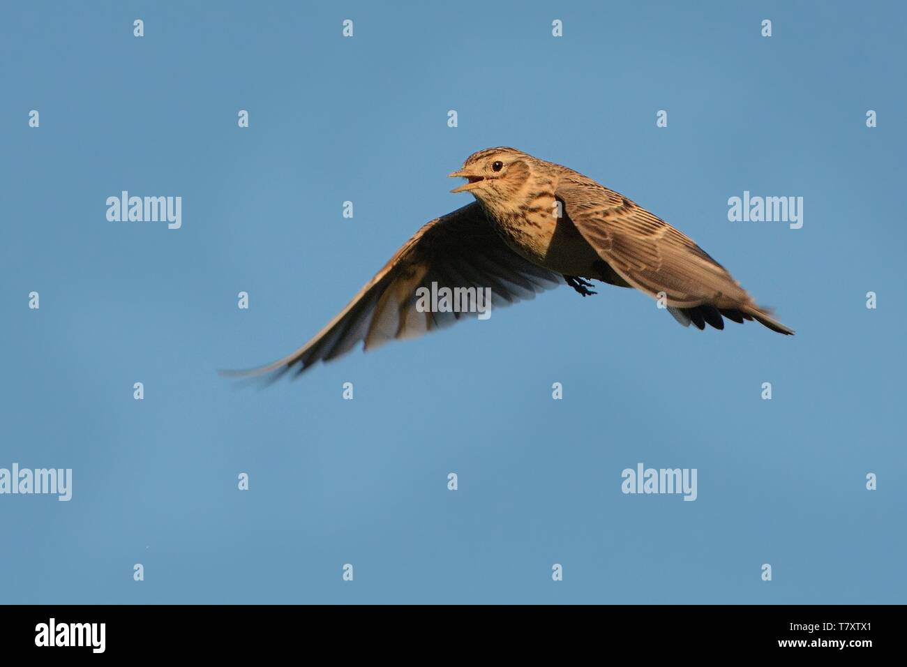 Sky Lark (Alauda arvensis) flying over the field with brown and blue backgrond. Brown bird captured in flight enlightened by evening sun. Stock Photo