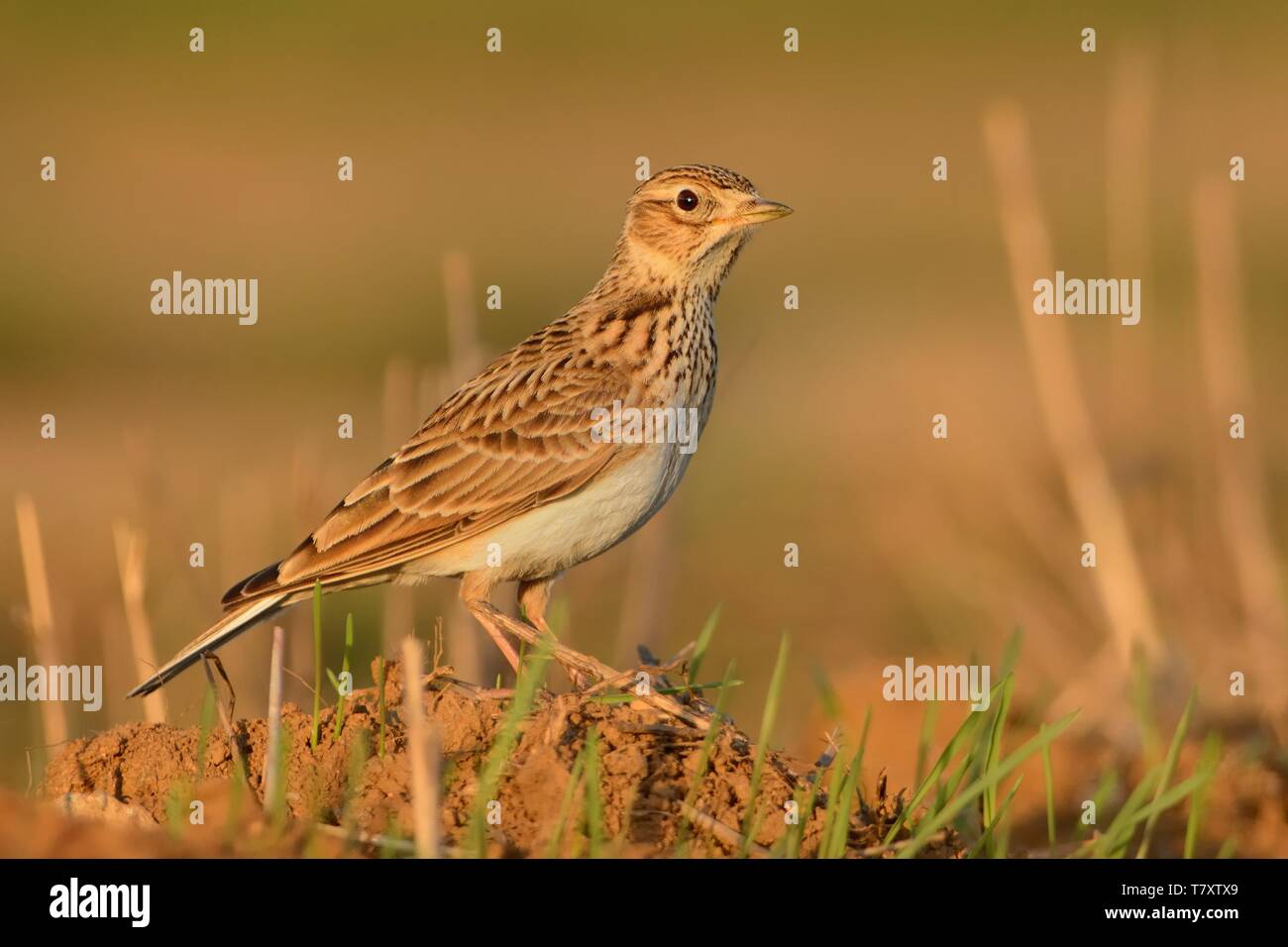 Sky Lark (Alauda arvensis) sitting on the earth enlightened by evening sun. Lark on the field. Brown bird sitting on the brown loam. Stock Photo
