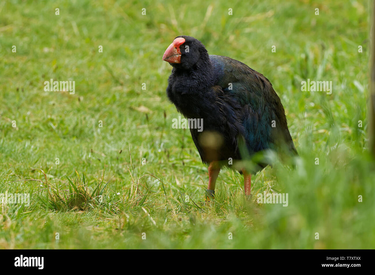 Takahe - Porphyrio hochstetteri endemic hen from New Zealand, blue plumage and big red beak. Stock Photo