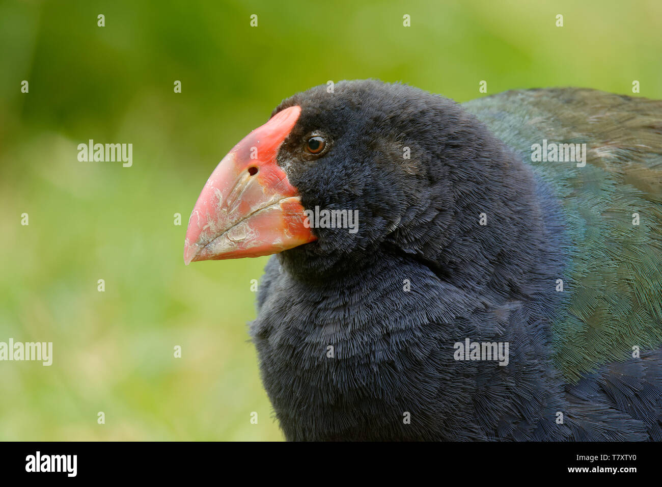 Takahe - Porphyrio hochstetteri endemic hen from New Zealand, blue plumage and big red beak. Stock Photo