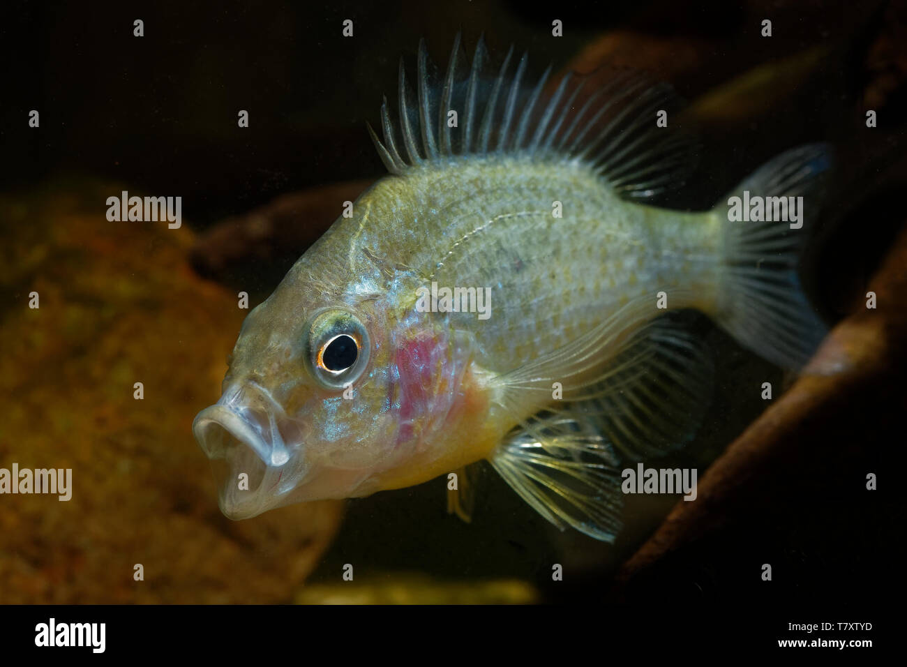 The pumpkinseed = Common Sunfish (Lepomis gibbosus) is a North American freshwater fish of the sunfish family (Centrarchidae). It is also referred to  Stock Photo