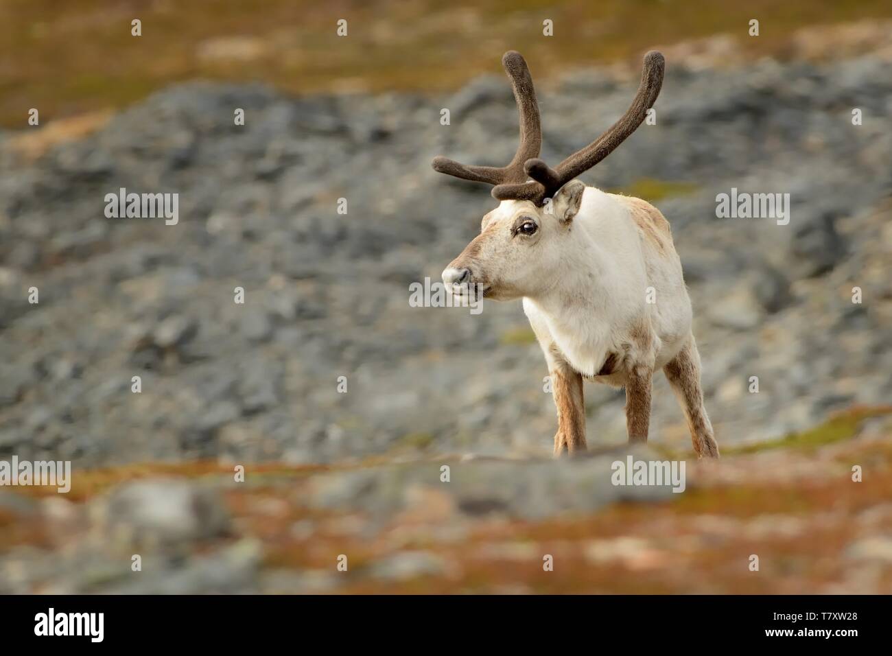 Reindeer - Rangifer tarandus on the north - Sweden, Norway, Finland, Russia. Stock Photo