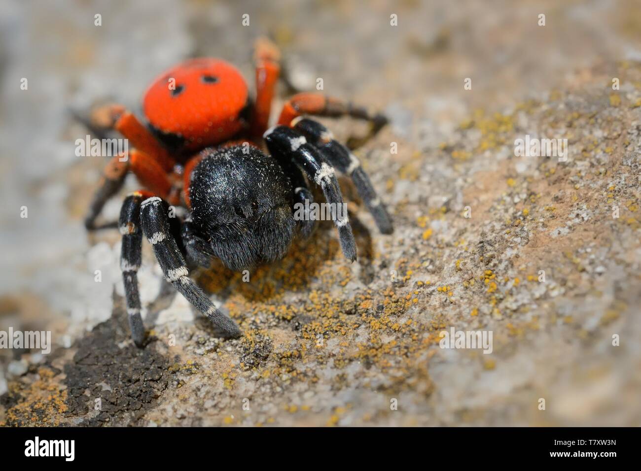 Spider Eresus moravicus - male searching female. Moravia, Czechia, Europe. Stock Photo