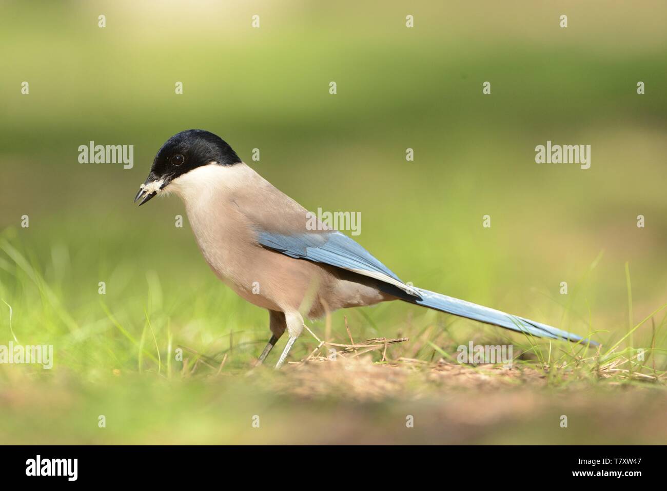 Azure-winged Magpie (Cyanopica cyanus) searching for the food. Stock Photo