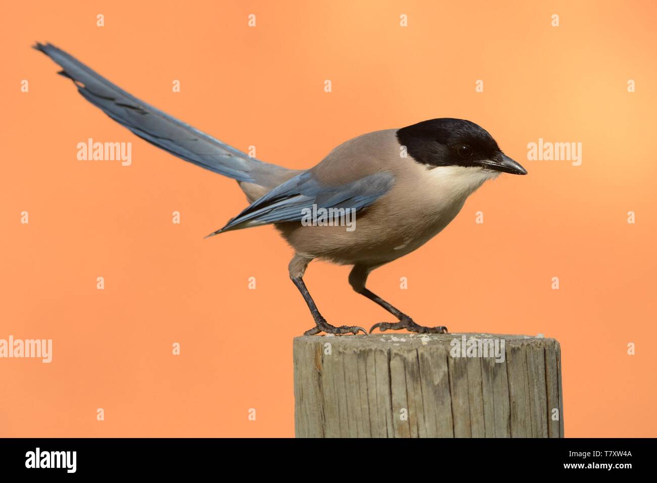 Azure-winged Magpie (Cyanopica cyanus) searching for the food. Stock Photo