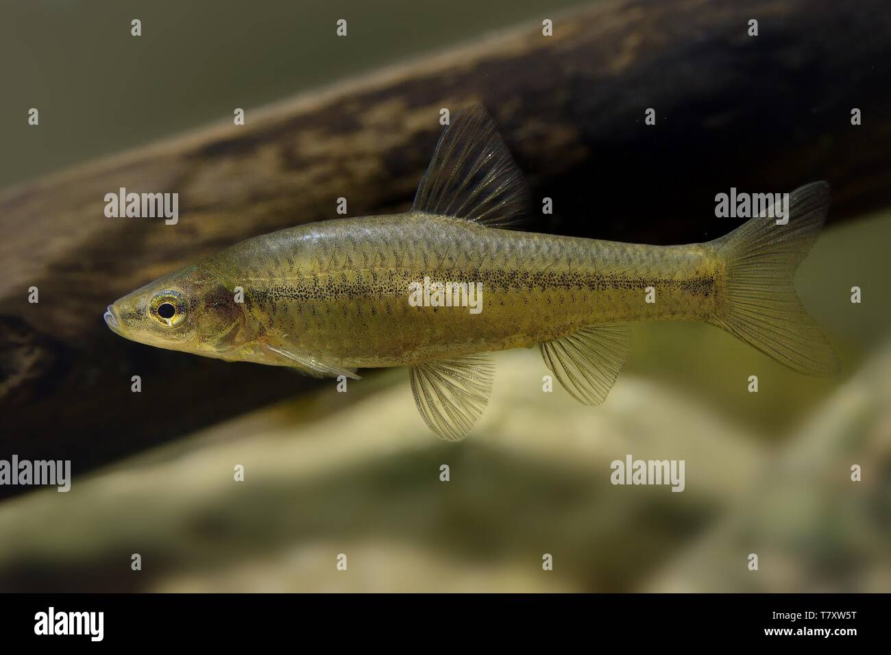 Topmouth Gudgeon Pseudorasbora parva, under water Stock Photo Alamy