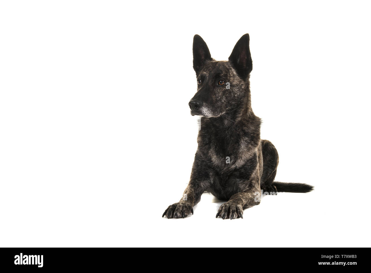 Dutch Shepherd Dog Stock Photos Dutch Shepherd Dog Stock Images