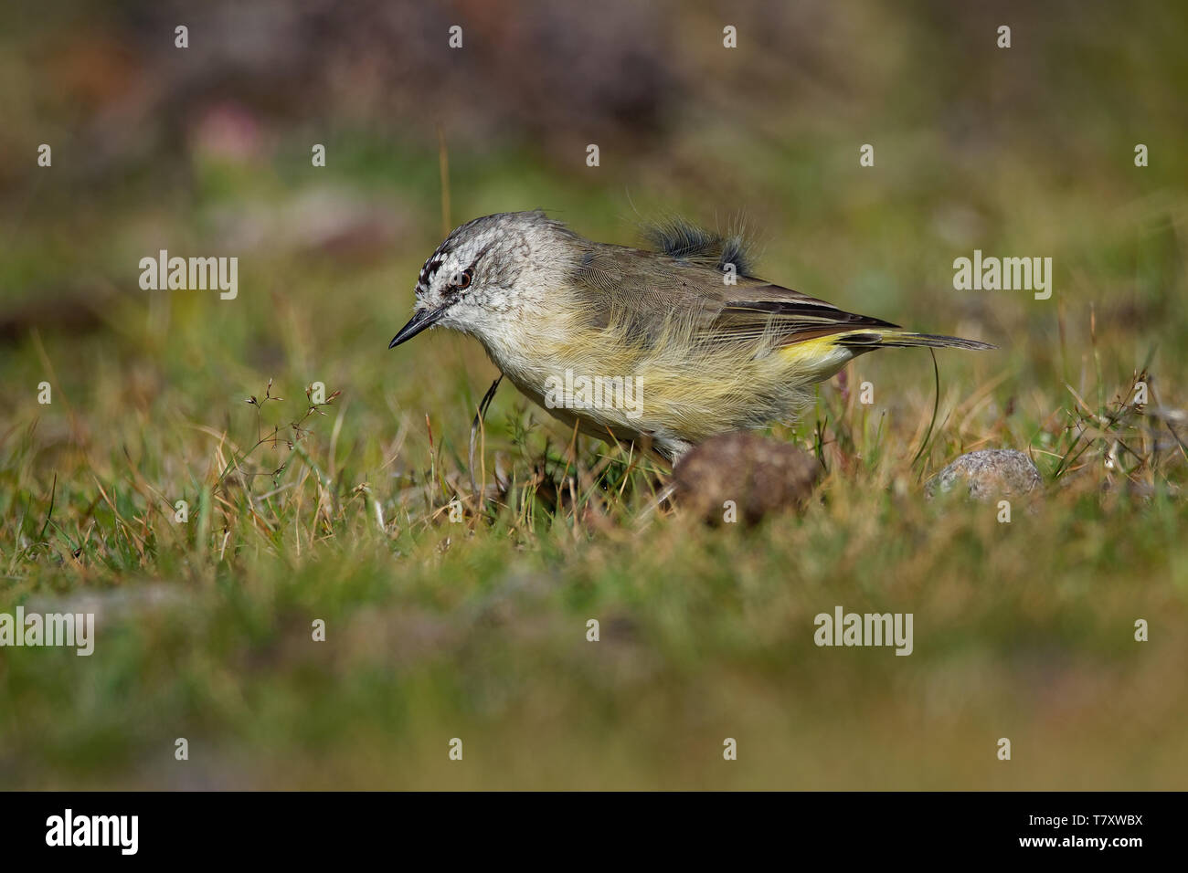 Yellow-rumped Thornbill - Acanthiza chrysorrhoa a species of passerine bird from the genus Acanthiza, small, brownish bird with a distinctive yellow r Stock Photo