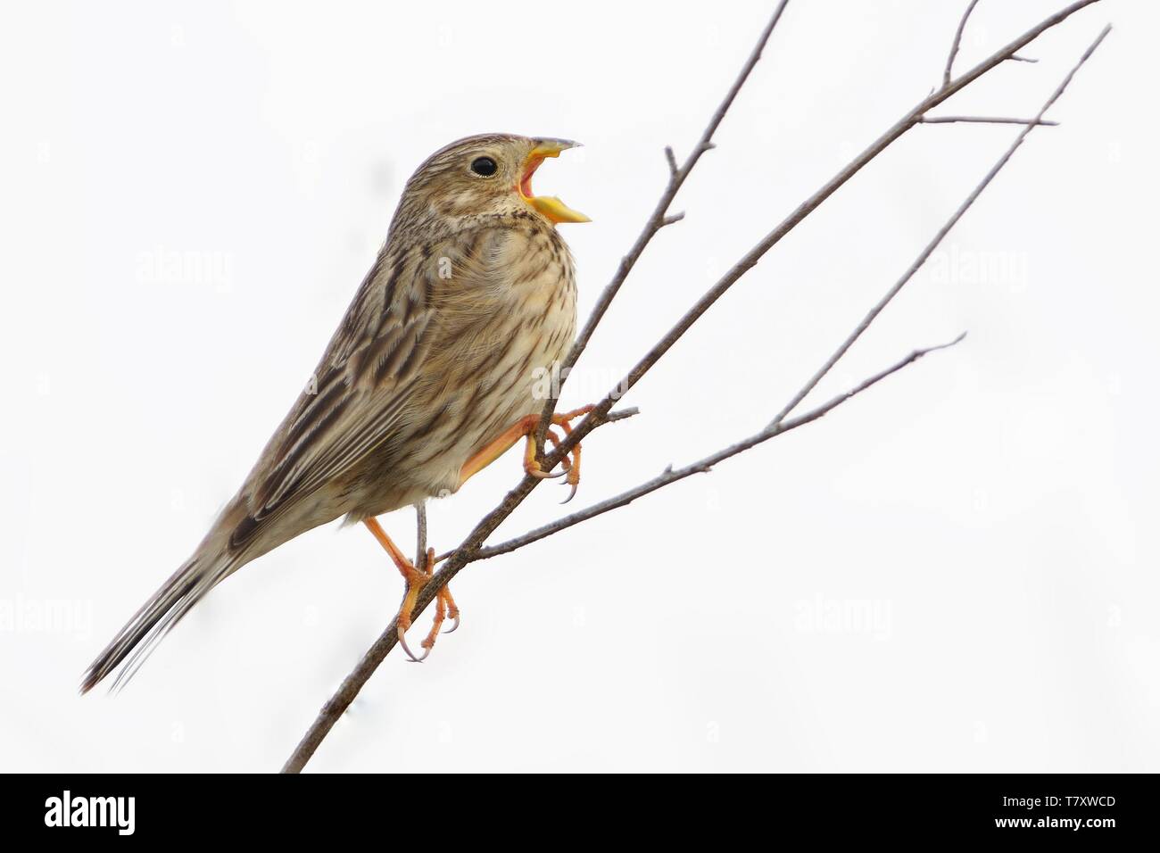Corn Bunting - Emberiza calandra on the branch with white background. Stock Photo