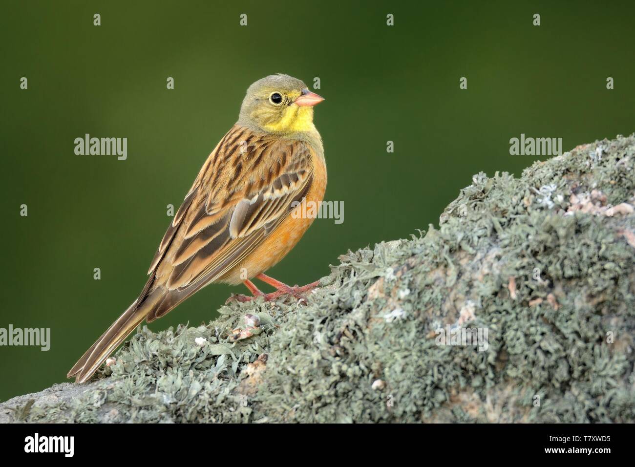 Ortolan Bunting (Emberiza hortulana) perched on a rock captured close up. Stock Photo