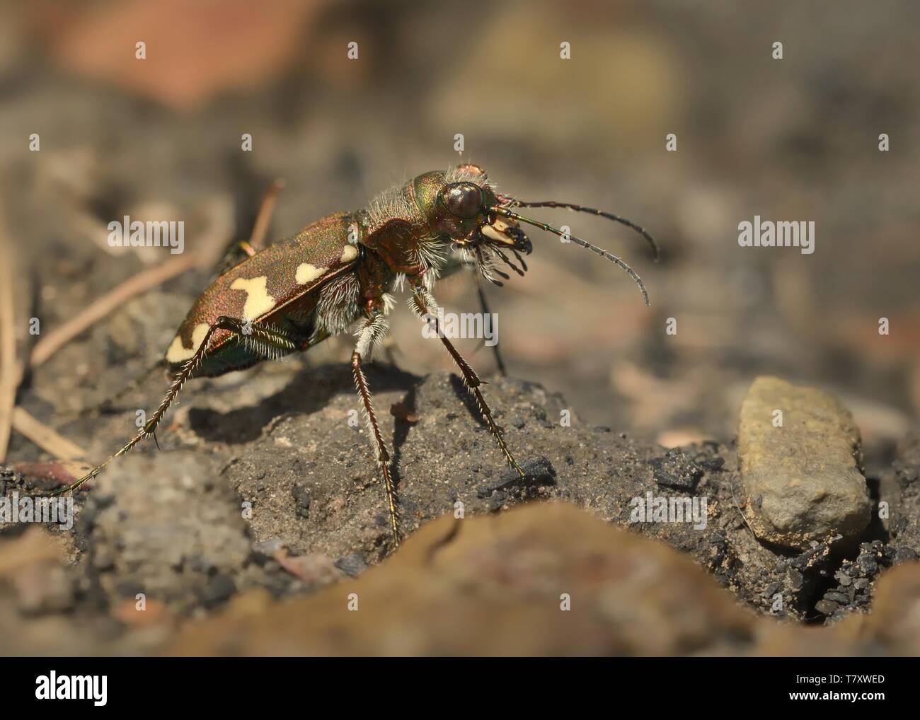 Cicindela sylvicola - Tiger Beetle - ground beetle native to Europe, found in Austria, Belgium, Bosnia and Herzegovina, Bulgaria, Croatia,  Czech Repu Stock Photo