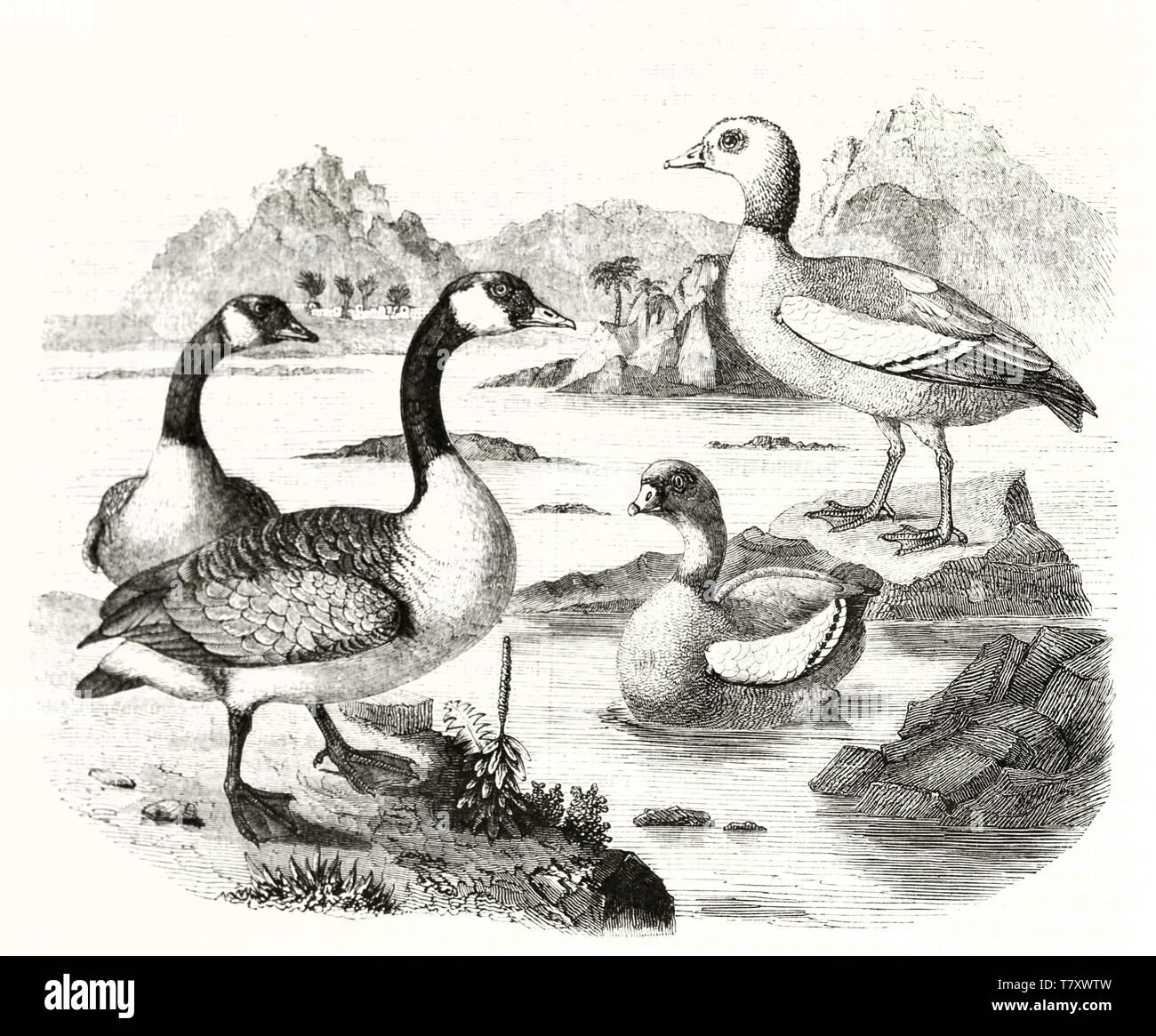 Old grayscale illustration of Canada goose (Branta canadensis) and Egyptian goose (Alopochen aegyptiaca) in a natural context rich of water. By Werner publ. on Magasin Pittoresque Paris 1848 Stock Photo