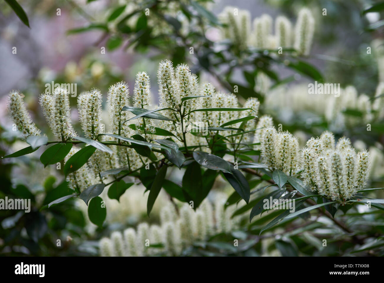 Prunus laurocerasus, also known as cherry laurel, common laurel and