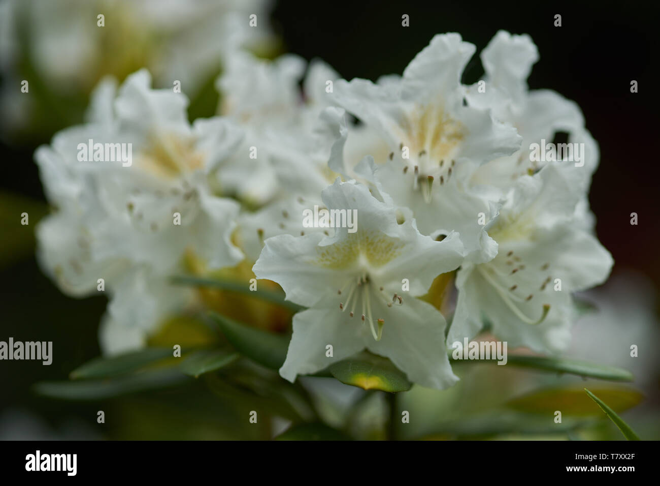Rhododendron Cunningham's white flower close up Stock Photo