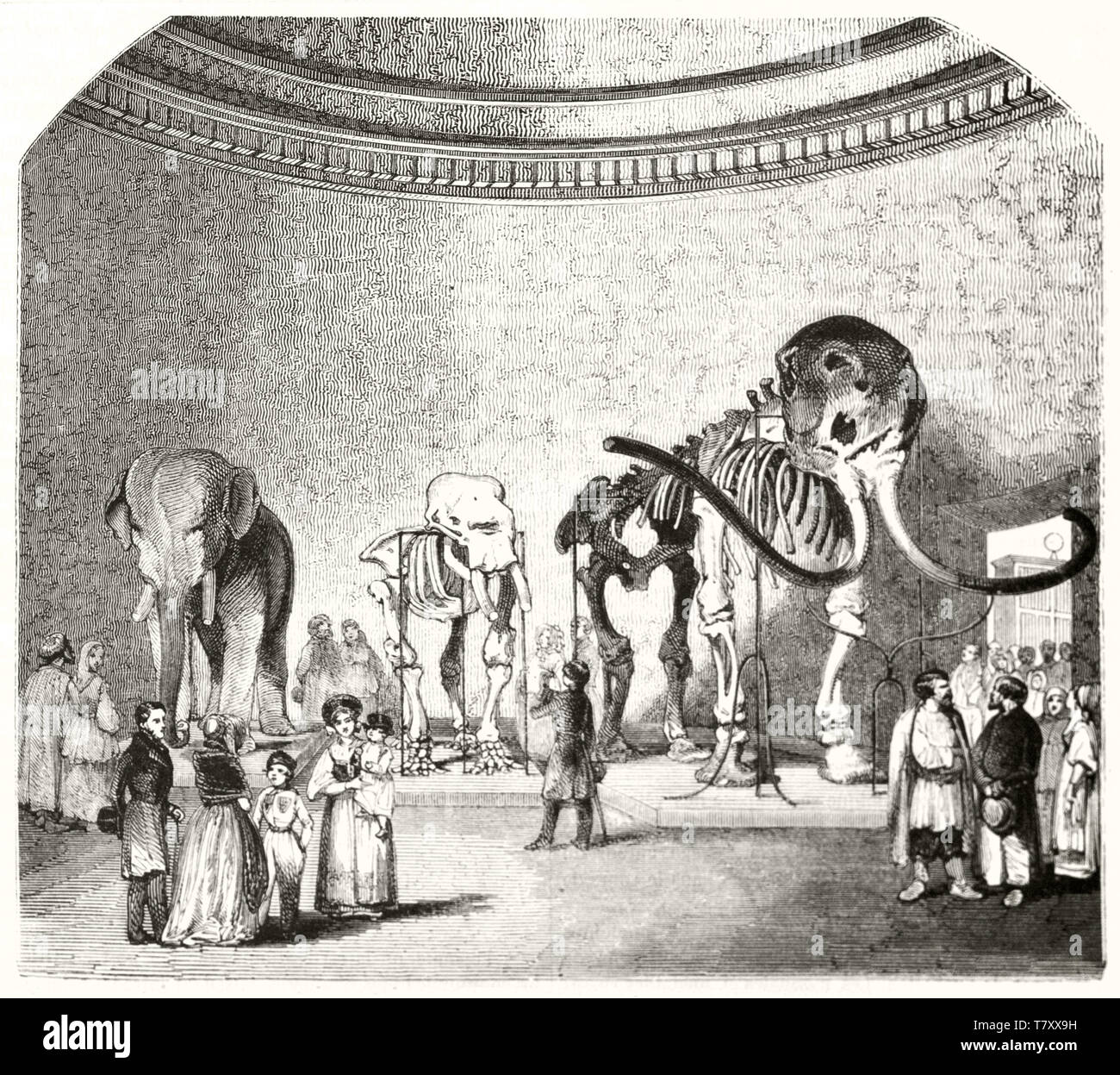 Part of a big hall in the Sciences Academy Saint Petersburg Russia. People admires mammoth skeletons. Grayscale illustration by unidentified author publ. on Magasin Pittoresque Paris 1848 Stock Photo