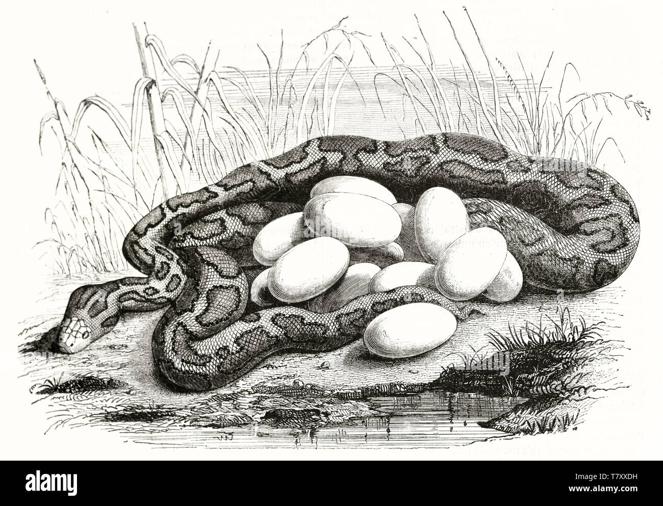 Old naturalistic etching style illustration of a rolled python hide in ...