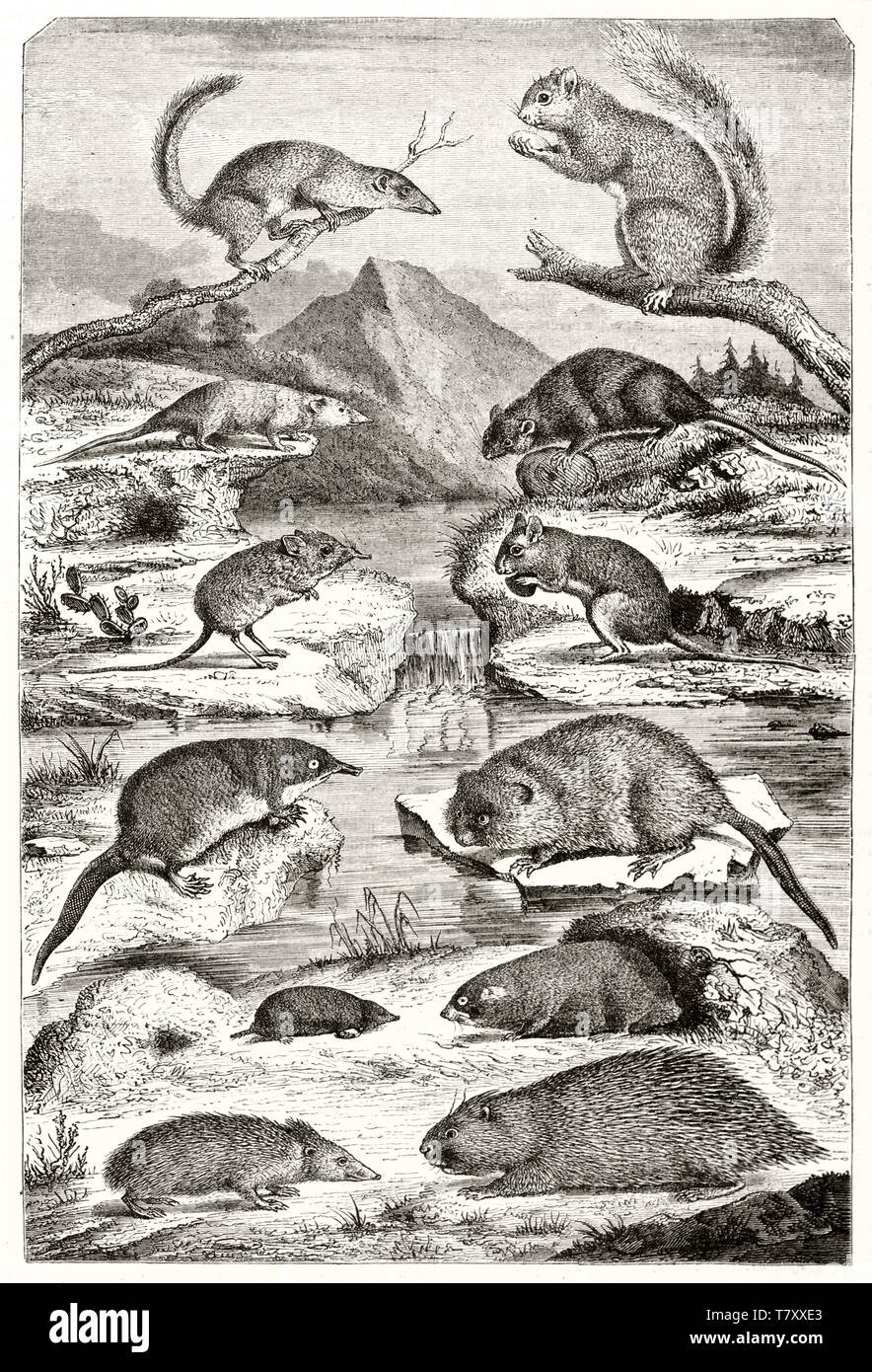 Old illustration depicting a set of Rodents in parallel classification according to E.G. Saint-Hilaire. All the animals arranges in a natural context. By Werner publ. on Magasin Pittoresque Paris-1848 Stock Photo