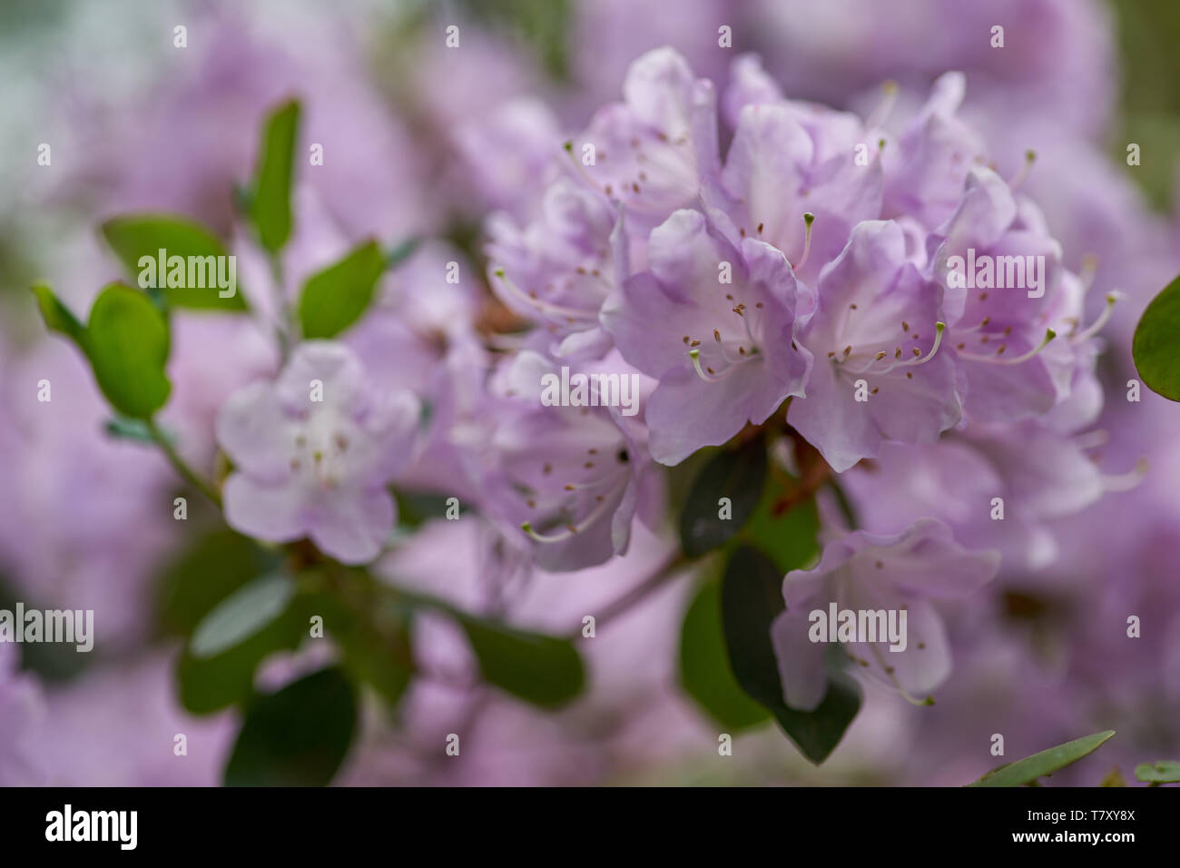 Rhododendron orbiculare flower close up Stock Photo