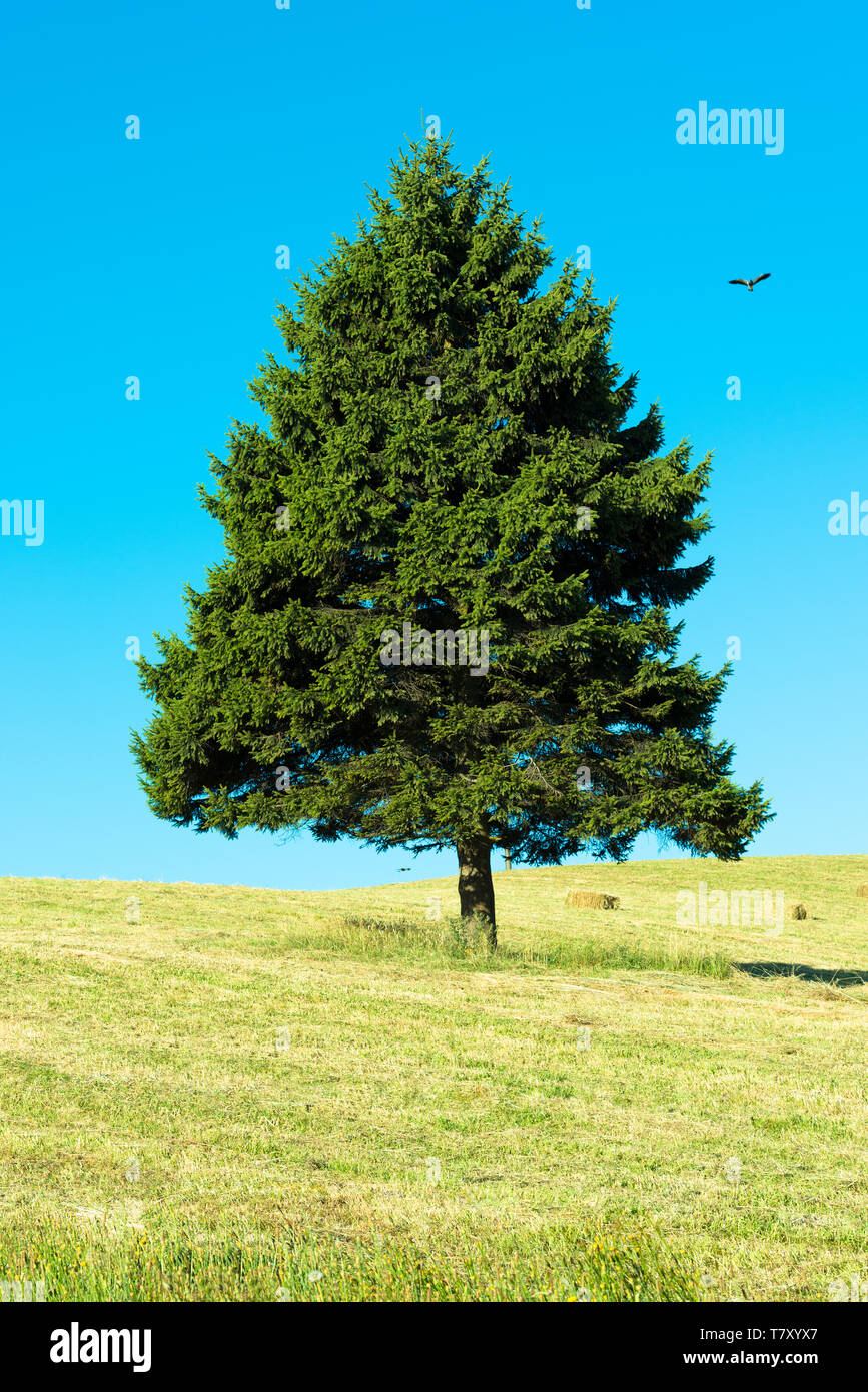Single triangle shaped tree on the field against a blue sky, X Region ...