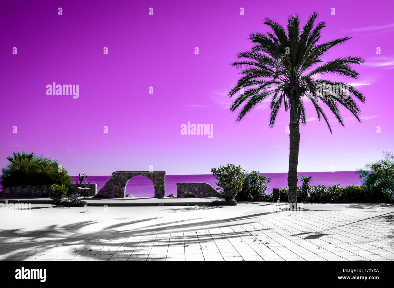Palm tree silhouette with pink sky and sea in the background. Different kind of wallpaper with gradient colors evoking summer vibes and vacation feelings. Stock Photo