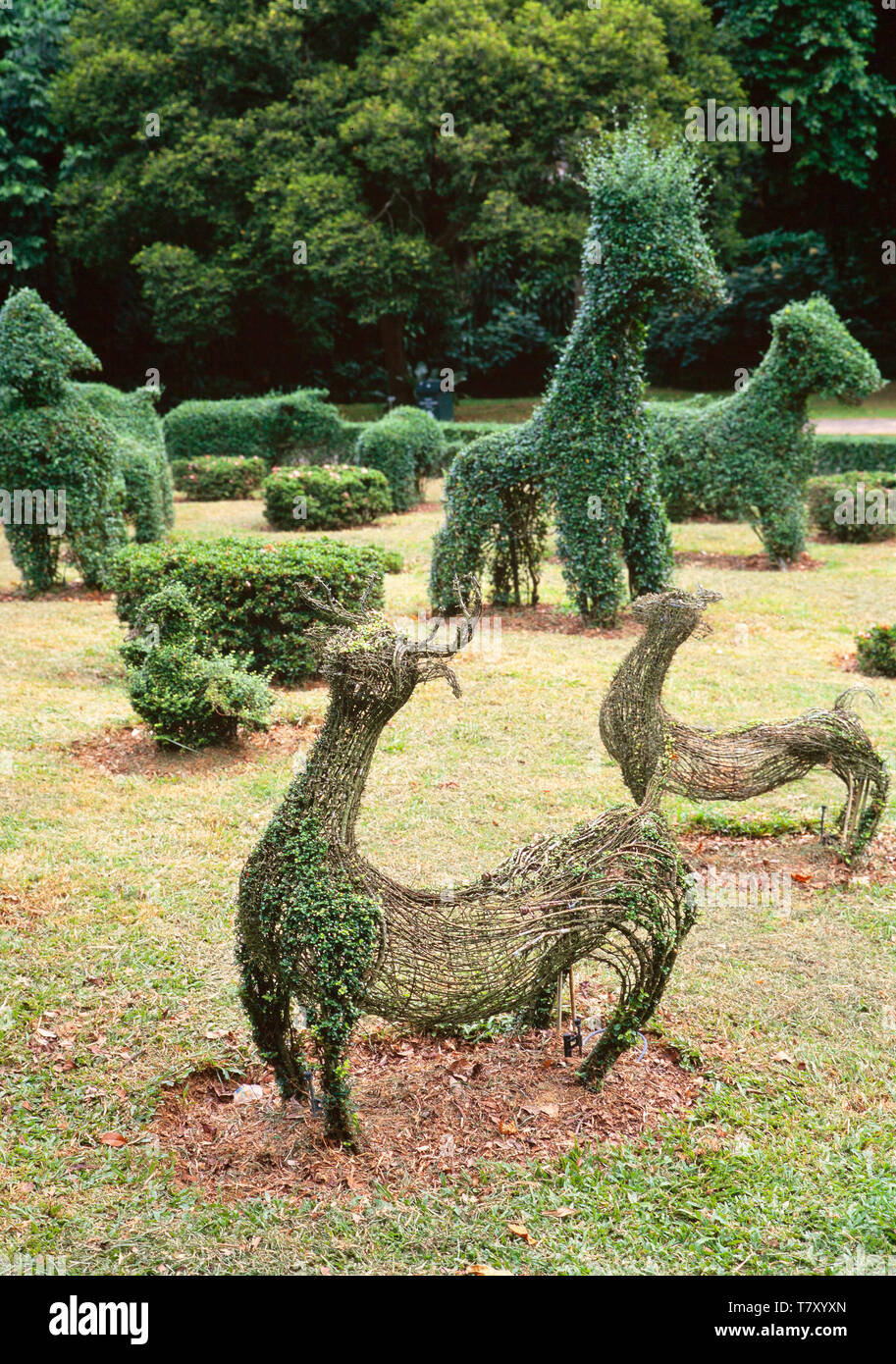 Garden shrub topiary hedge craft, animal shapes. Stock Photo