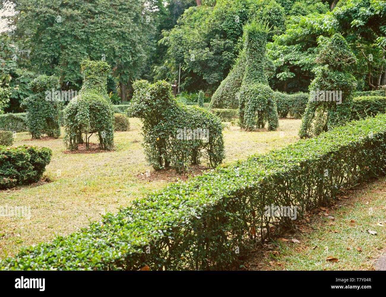 Garden shrub topiary hedge craft, animal shapes. Stock Photo