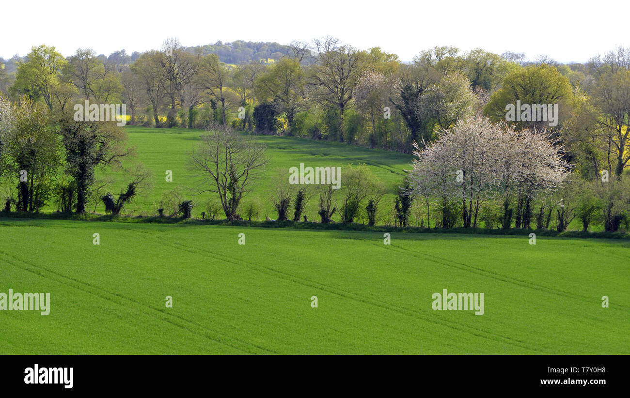 Spring Hedgerows Wheat fields surrounded by hedgerows in spring (Mayenne, Loire country ...
