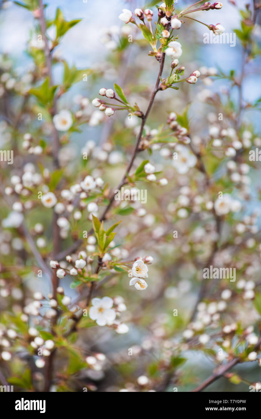 Spring flowers. Spring Background. Flowers of the cherry. Stock Photo