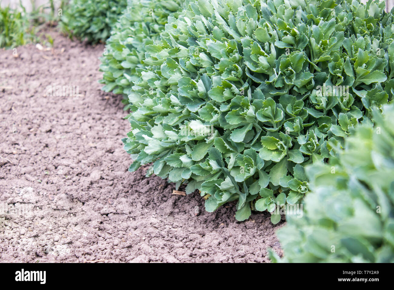 green bushes