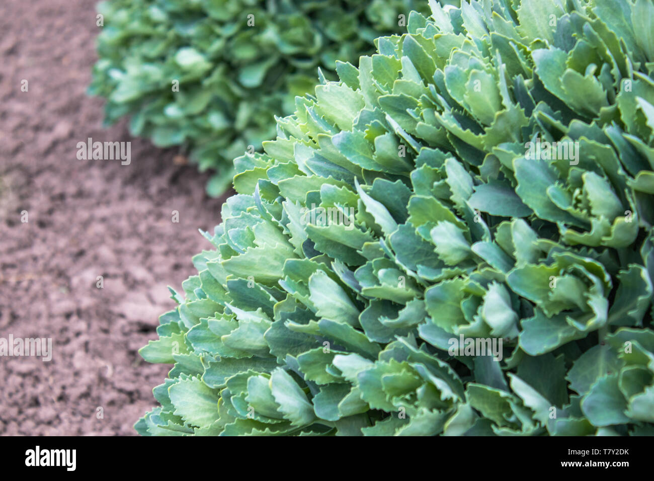Trimmed Bush