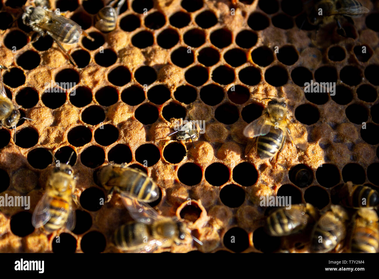 Natural home birth hires stock photography and images Alamy